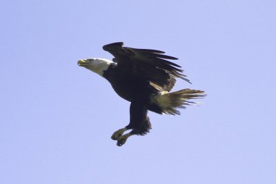 Eagles-2408.jpg