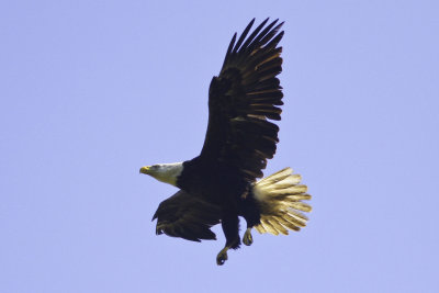 Eagles-2412.jpg