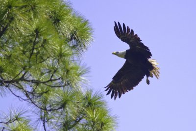 Eagles-2414.jpg