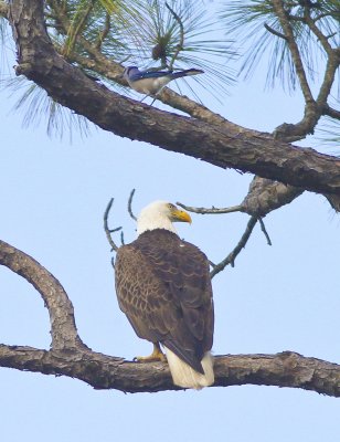 Eagle-3356.tif