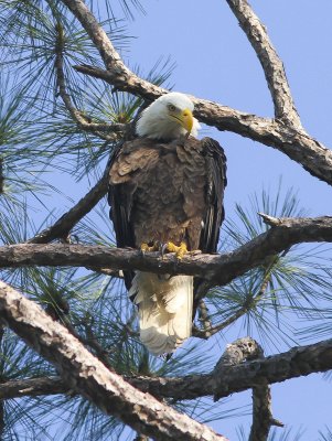 Eagle Preening 3667.tif