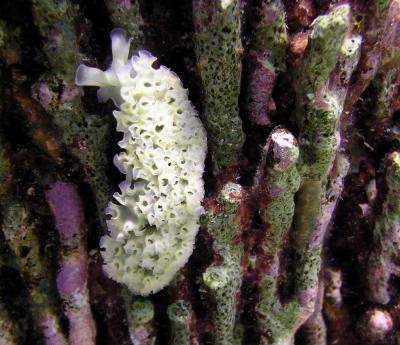 Nudibranquio