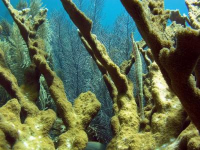 coral cuerno de alce