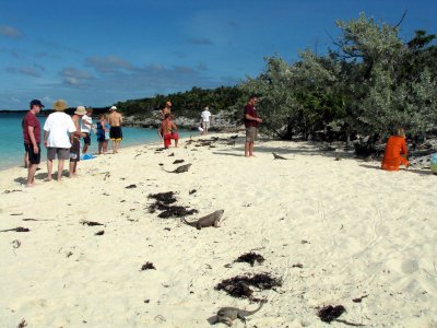 playa de las iguanas