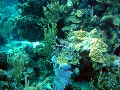 ms corales