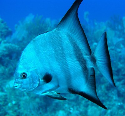 Atlantic Spadefish o pez pala