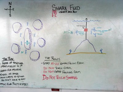 el plan de buceo con los tiburones