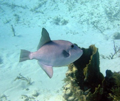 Ocean Triggerfish