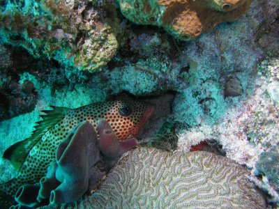 Arrecife Coral de Fuego (Fire Coral Reef)