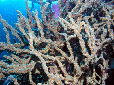 y corales