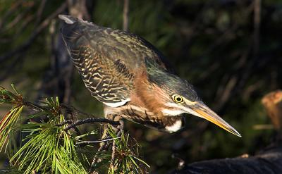 Butorides virescens