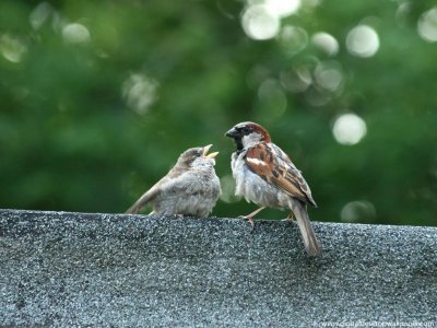 house sparrows.jpg