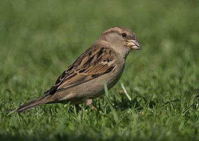 female House Sparrow.jpg