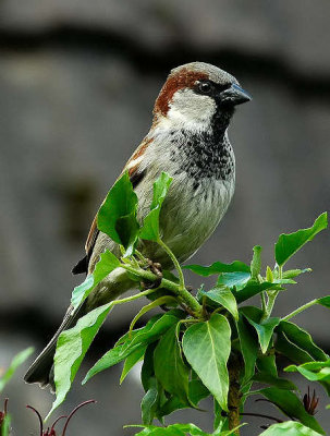 male House Sparrow.jpg
