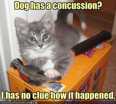 cat gave dog concussion.jpeg