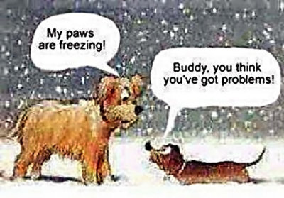 dogs-in-the-snow-WEB.jpg