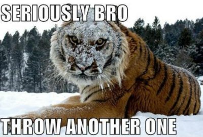 tiger with snowy face.jpeg
