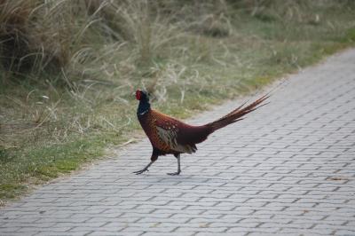 Pheasant Crossing