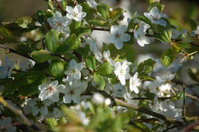 Spring Flowers