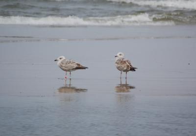 Beach Fishermen