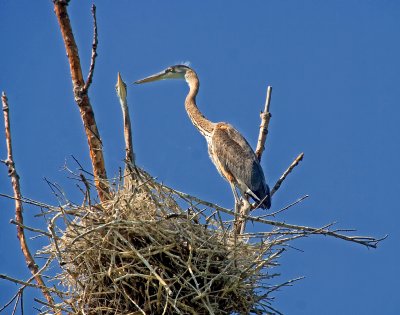 Highland Heron Swamp