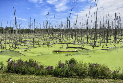 Highland Heron Swamp