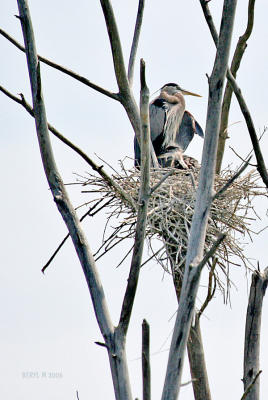 HIGHLAND HERON SWAMP