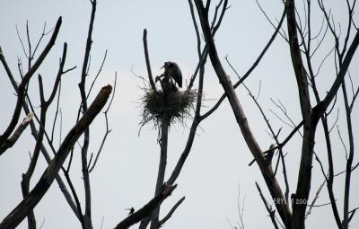 HIGHLAND HERON SWAMP