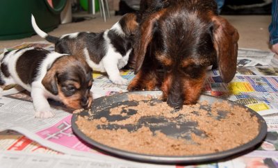 Three weeks old today, the weaning has started