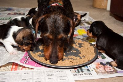 Three weeks old today, the weaning has started