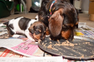 Three weeks old today, the weaning has started