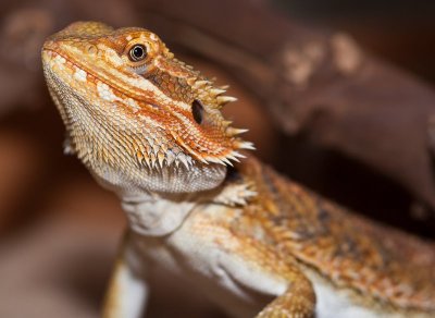 Tailor, Bearded Dragon