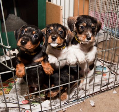 6 weeks old, ready for their new homes