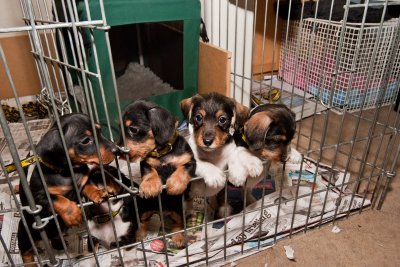 6 weeks old, ready for their new homes