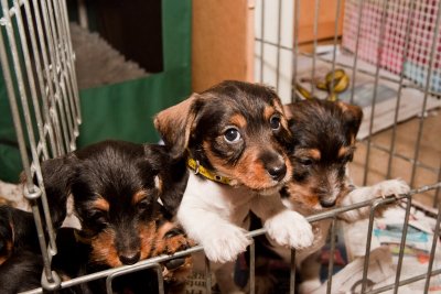 6 weeks old, ready for their new homes