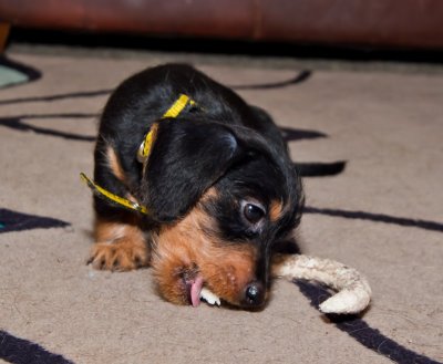 6 weeks old, ready for their new homes