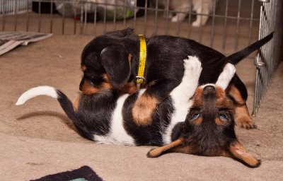 6 weeks old, ready for their new homes