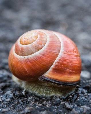 Let sleeping snails lie