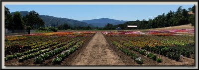 Seed Farm - Panorama.jpg