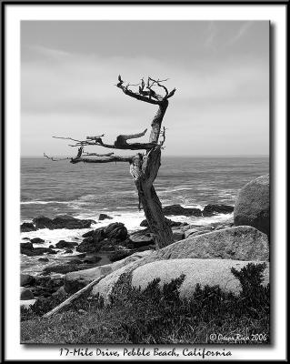 17-Mile Drive.jpg