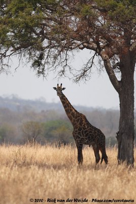 Masai GiraffeGiraffa camelopardalis tippelskirchi