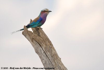 Lilac-Breasted RollerCoracias caudatus caudatus