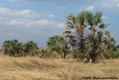 Dry Palm Bush