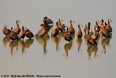 White-Faced Whistling DuckDendrocygna viduata