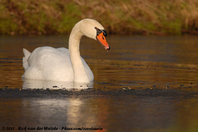 Mute SwanCygnus olor