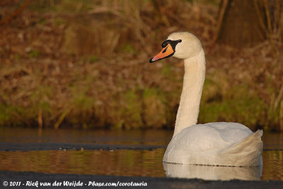 Mute SwanCygnus olor