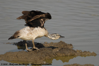 Comb DuckSarkidiornis melanotos