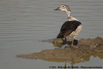 Comb DuckSarkidiornis melanotos