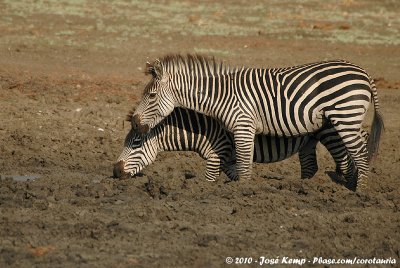 Crawshays Zebra<br><i>Equus quagga crawshaii</i>