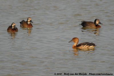 Fulvous Whistling DuckDendrocygna bicolor